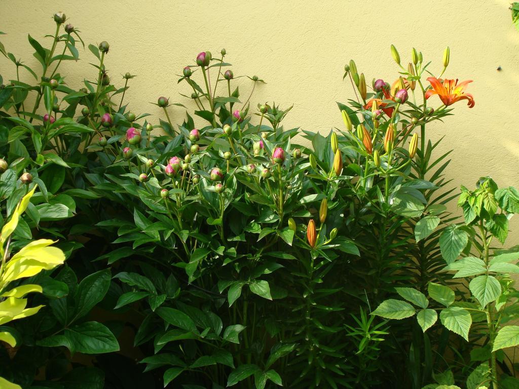 Pensiunea Magnolia Sibiu Exterior photo